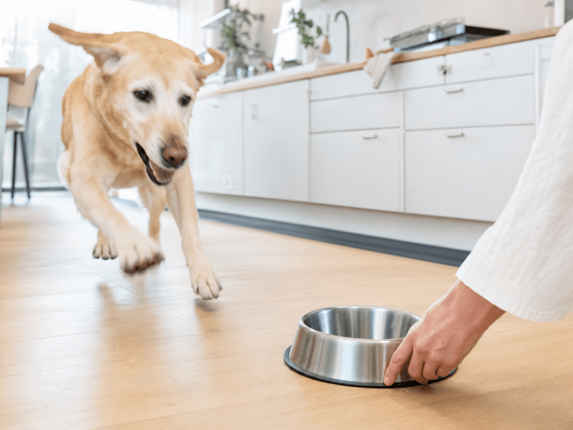 Un vieux labrador déboule, un peu flou, vers la gamelle qu'une main pose sur le parquet clair de la cuisine.
