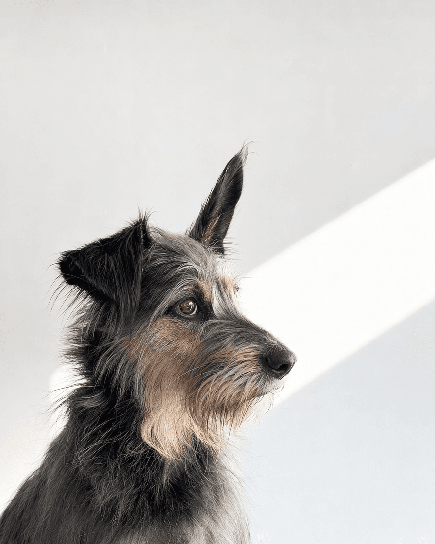 Portrait de profil d'un chien griffonné contre un mur blanc lumineux — une oreille vient de se dresser, l'autre reste pliée.